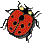 Coccinella